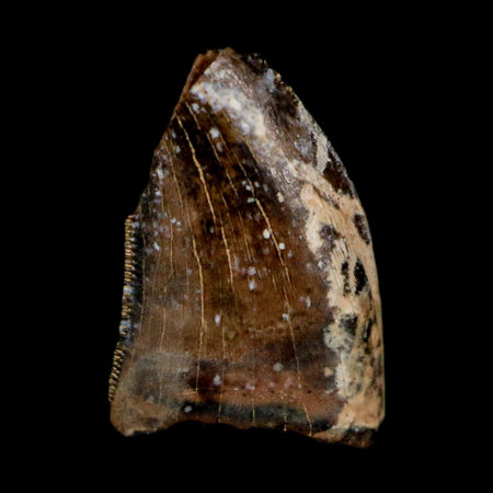 0.4" Tyrannosaur Fossil Tooth Cretaceous Dinosaur Judith River FM Montana COA