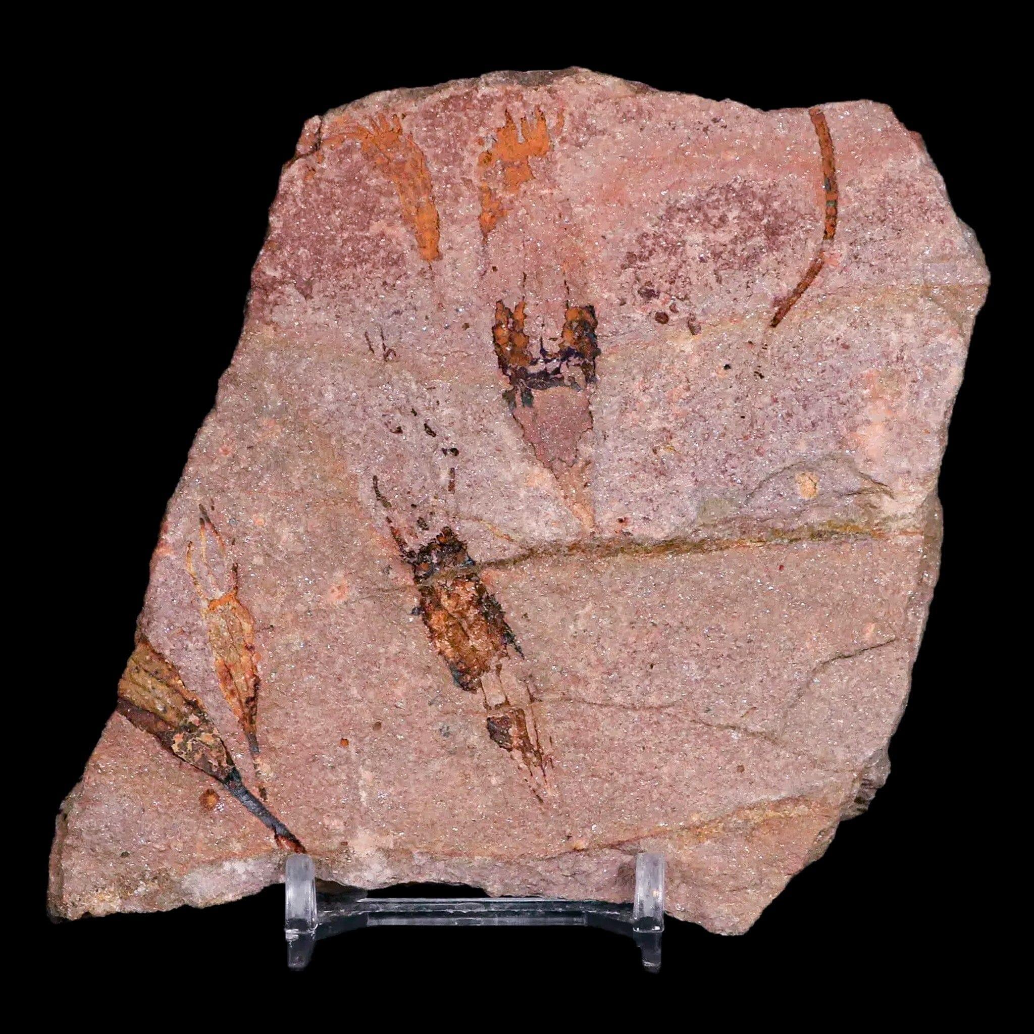 3.8" Ascocystitis Crinoid Stems Echinoderm Fossil Morality Plate Ordovician Age Stand - Fossil Age Minerals