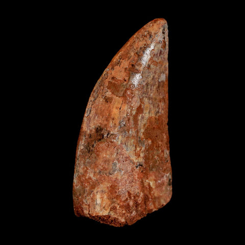 2.3" Carcharodontosaurus Serrated Fossil Tooth Cretaceous Theropod Dinosaur COA, Display - Fossil Age Minerals