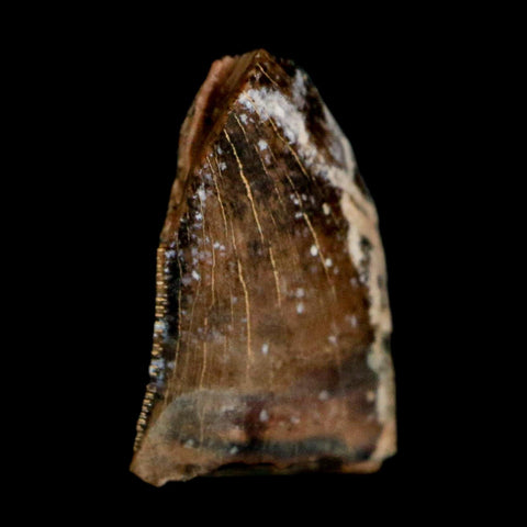 0.4" Tyrannosaur Fossil Tooth Cretaceous Dinosaur Judith River FM Montana COA