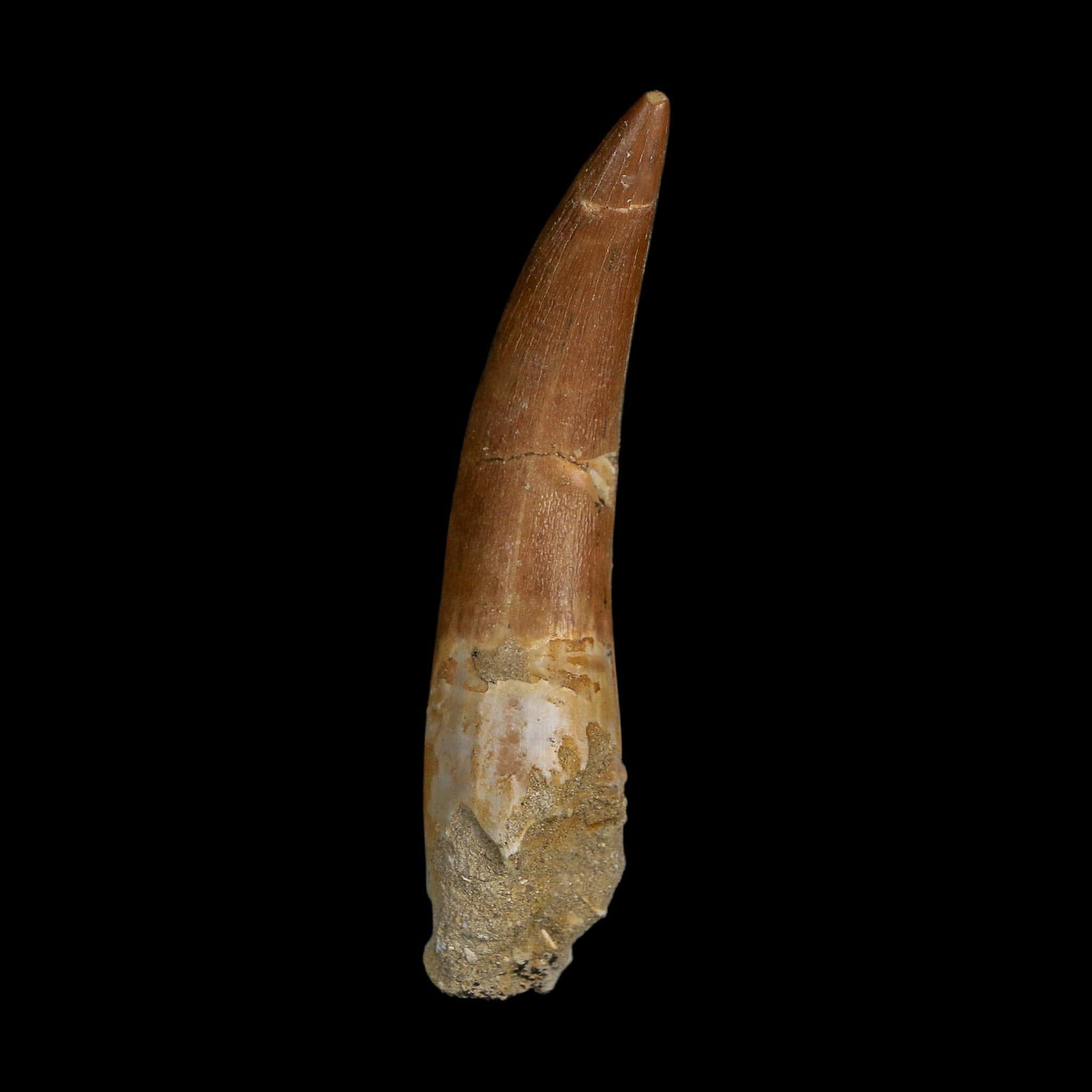 XXL 2.7" Plesiosaur Zarafasaura Tooth Fossil Cretaceous Dinosaur Era COA, Stand