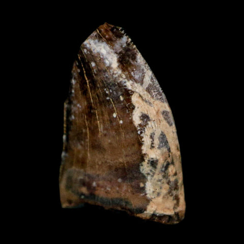 0.4" Tyrannosaur Fossil Tooth Cretaceous Dinosaur Judith River FM Montana COA