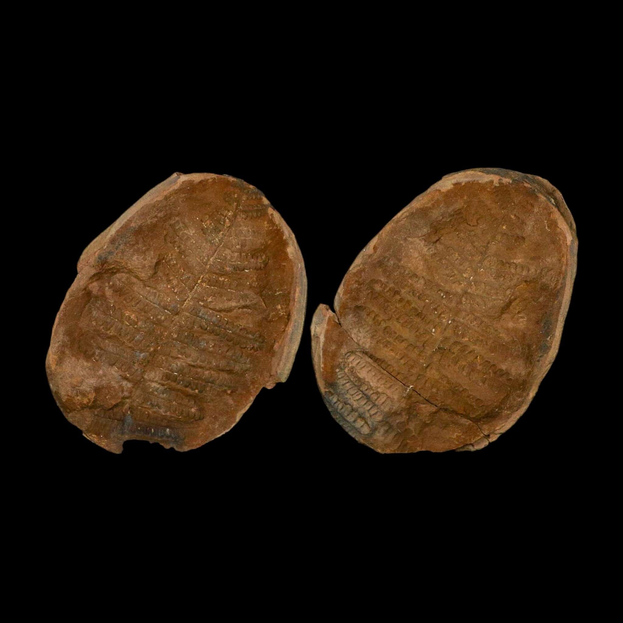 3.6" Pecopteris Fossil Leaves Mazon Creek Nodule Pennsylvanian Age Split-Pair - Fossil Age Minerals