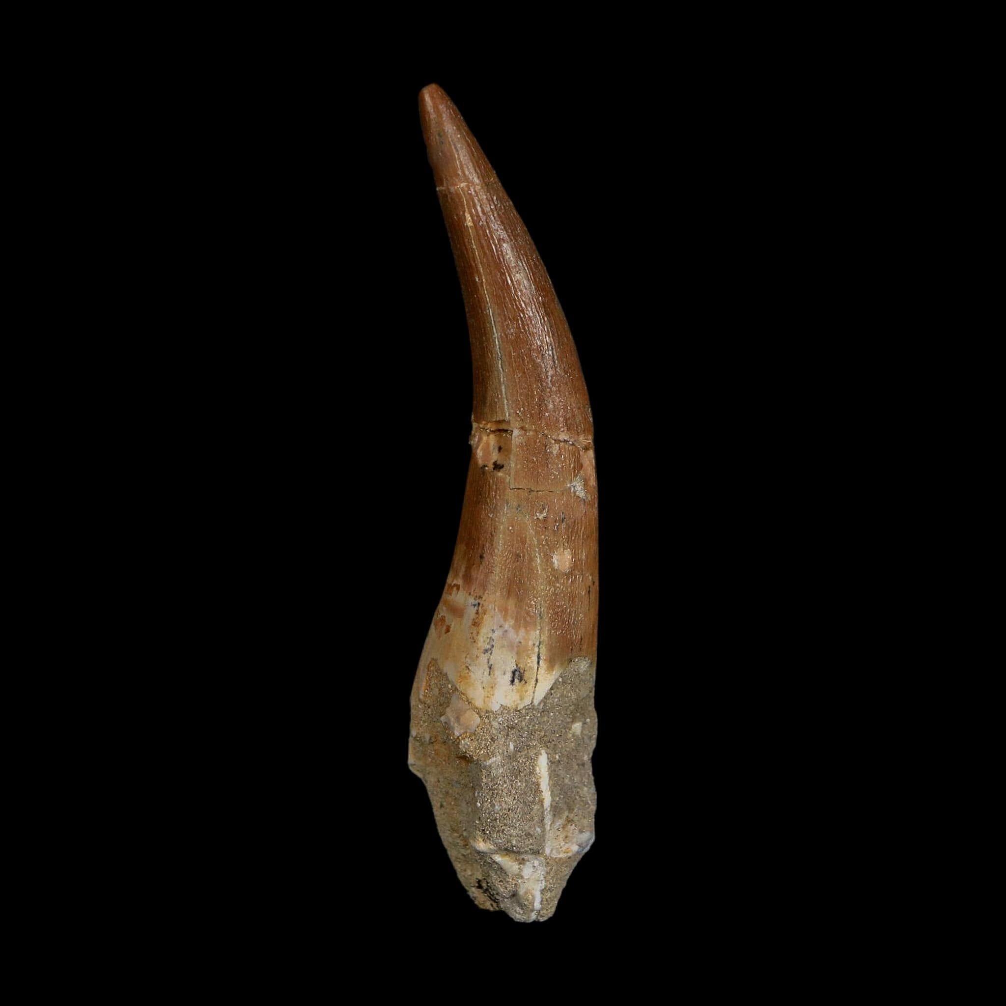 XXL 2.7" Plesiosaur Zarafasaura Tooth Fossil Cretaceous Dinosaur Era COA, Stand