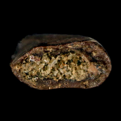 0.4" Tyrannosaur Fossil Tooth Cretaceous Dinosaur Judith River FM Montana COA