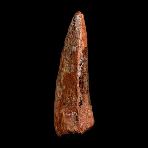 2.3" Carcharodontosaurus Serrated Fossil Tooth Cretaceous Theropod Dinosaur COA, Display - Fossil Age Minerals