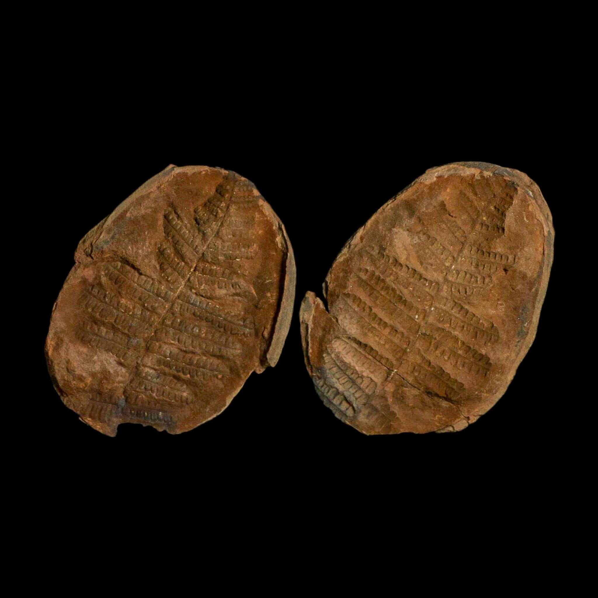 3.6" Pecopteris Fossil Leaves Mazon Creek Nodule Pennsylvanian Age Split-Pair - Fossil Age Minerals