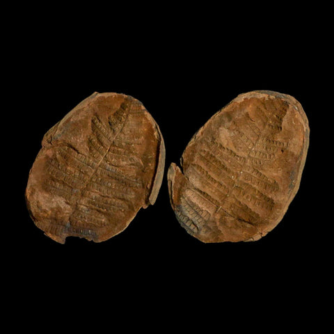 3.6" Pecopteris Fossil Leaves Mazon Creek Nodule Pennsylvanian Age Split-Pair