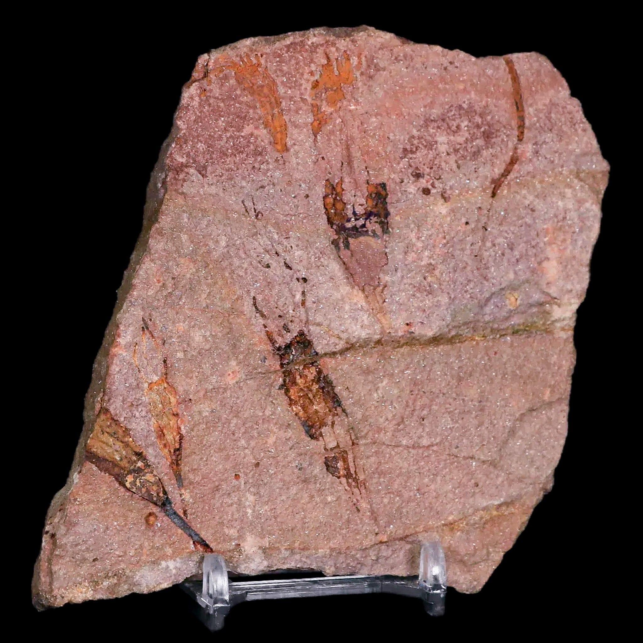 3.8" Ascocystitis Crinoid Stems Echinoderm Fossil Morality Plate Ordovician Age Stand - Fossil Age Minerals