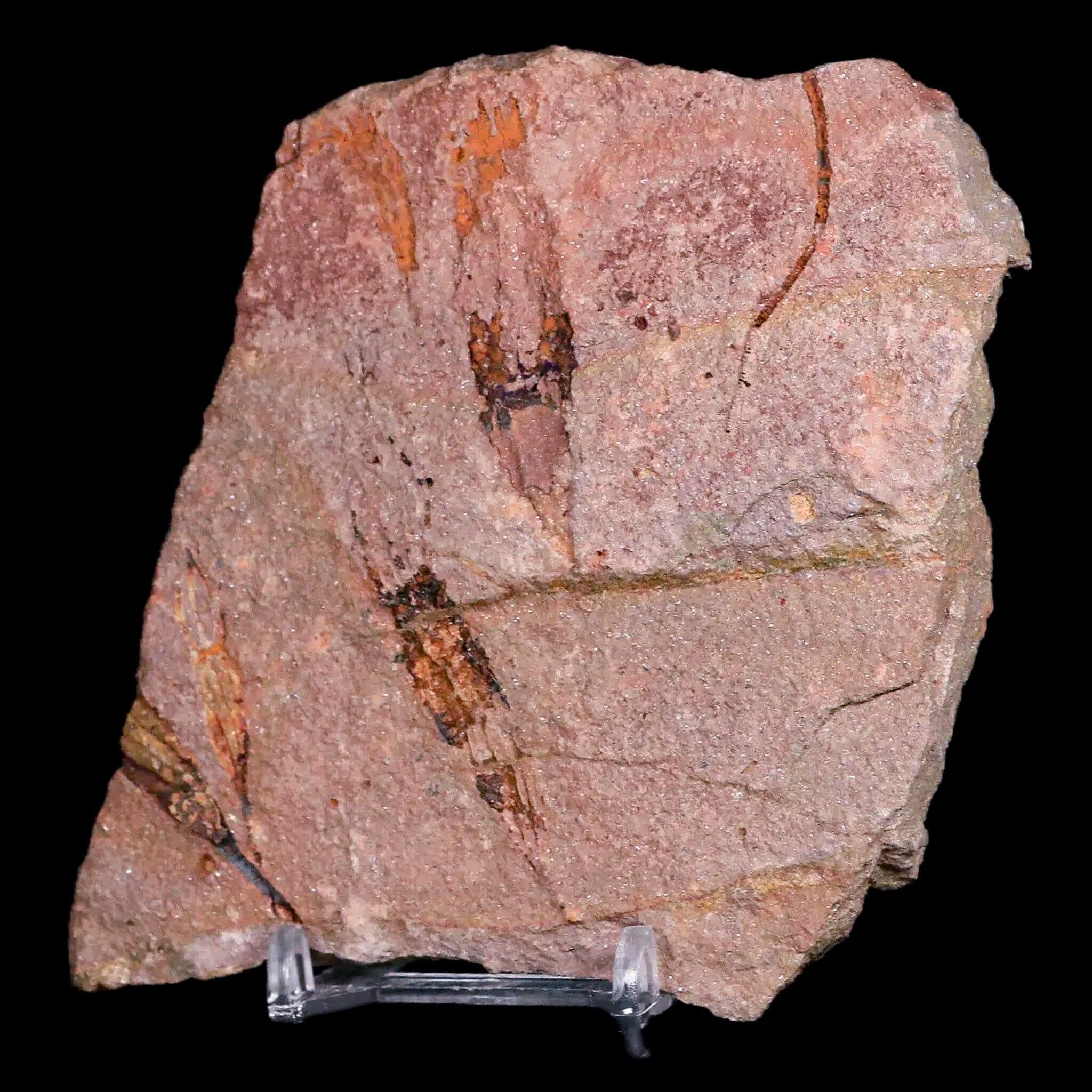 3.8" Ascocystitis Crinoid Stems Echinoderm Fossil Morality Plate Ordovician Age Stand - Fossil Age Minerals