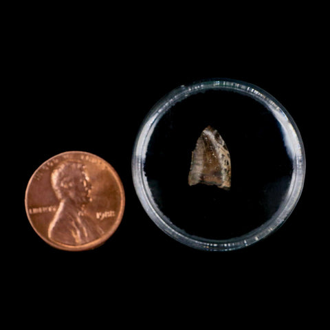 0.4" Tyrannosaur Fossil Tooth Cretaceous Dinosaur Judith River FM Montana COA