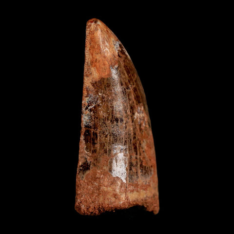2.3" Carcharodontosaurus Serrated Fossil Tooth Cretaceous Theropod Dinosaur COA, Display - Fossil Age Minerals