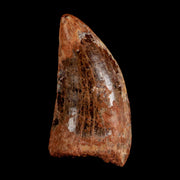 2.3" Carcharodontosaurus Serrated Fossil Tooth Cretaceous Theropod Dinosaur COA, Display
