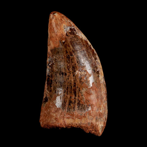 2.3" Carcharodontosaurus Serrated Fossil Tooth Cretaceous Theropod Dinosaur COA, Display - Fossil Age Minerals