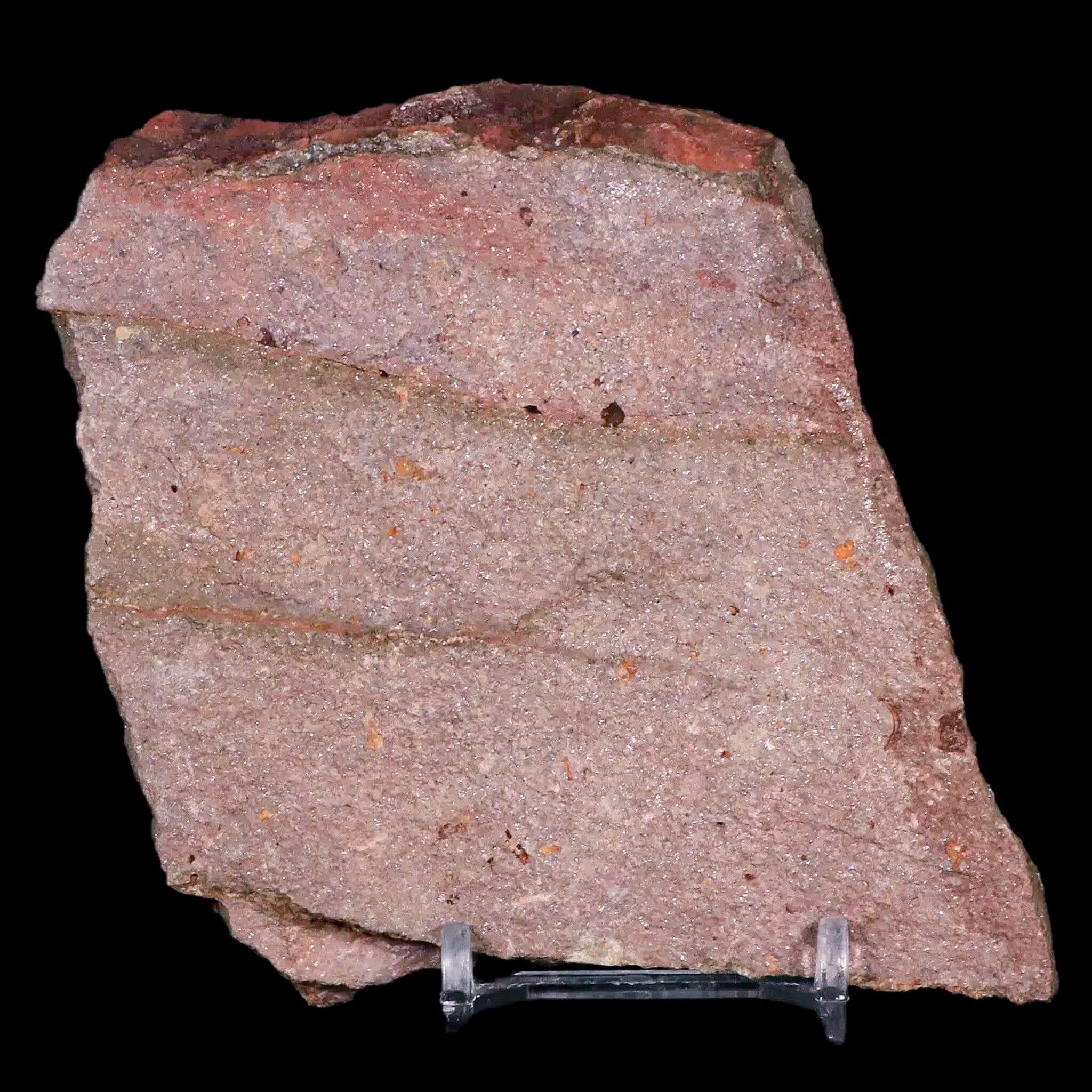 3.8" Ascocystitis Crinoid Stems Echinoderm Fossil Morality Plate Ordovician Age Stand - Fossil Age Minerals