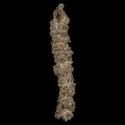 2.5" Fulgurite Petrified Lightning Strike Glass Sahara Desert Algeria - Fossil Age Minerals