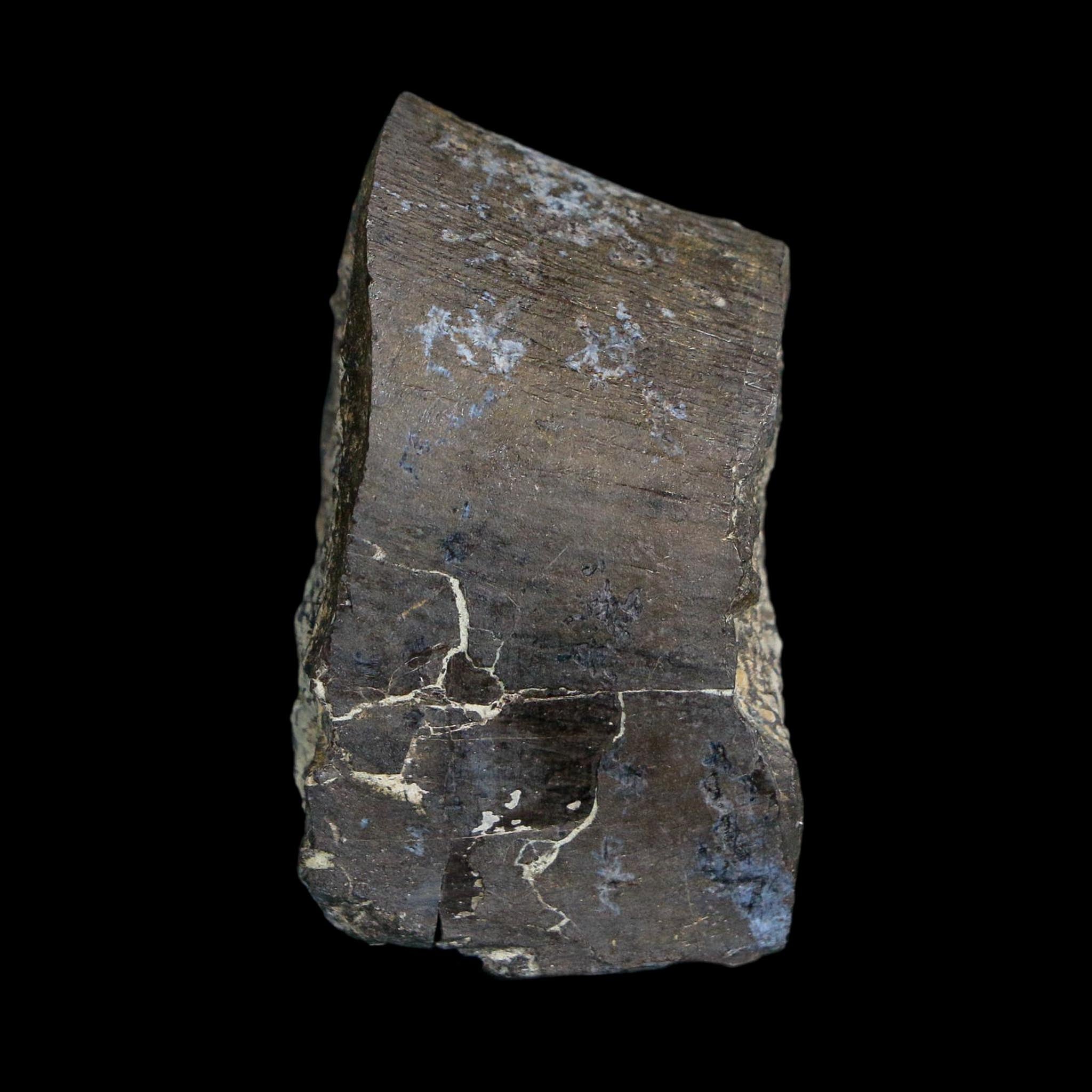 1.6" Stegosaurus Fossil Rib Bone Morrison FM Wyoming Jurassic Age Dinosaur COA