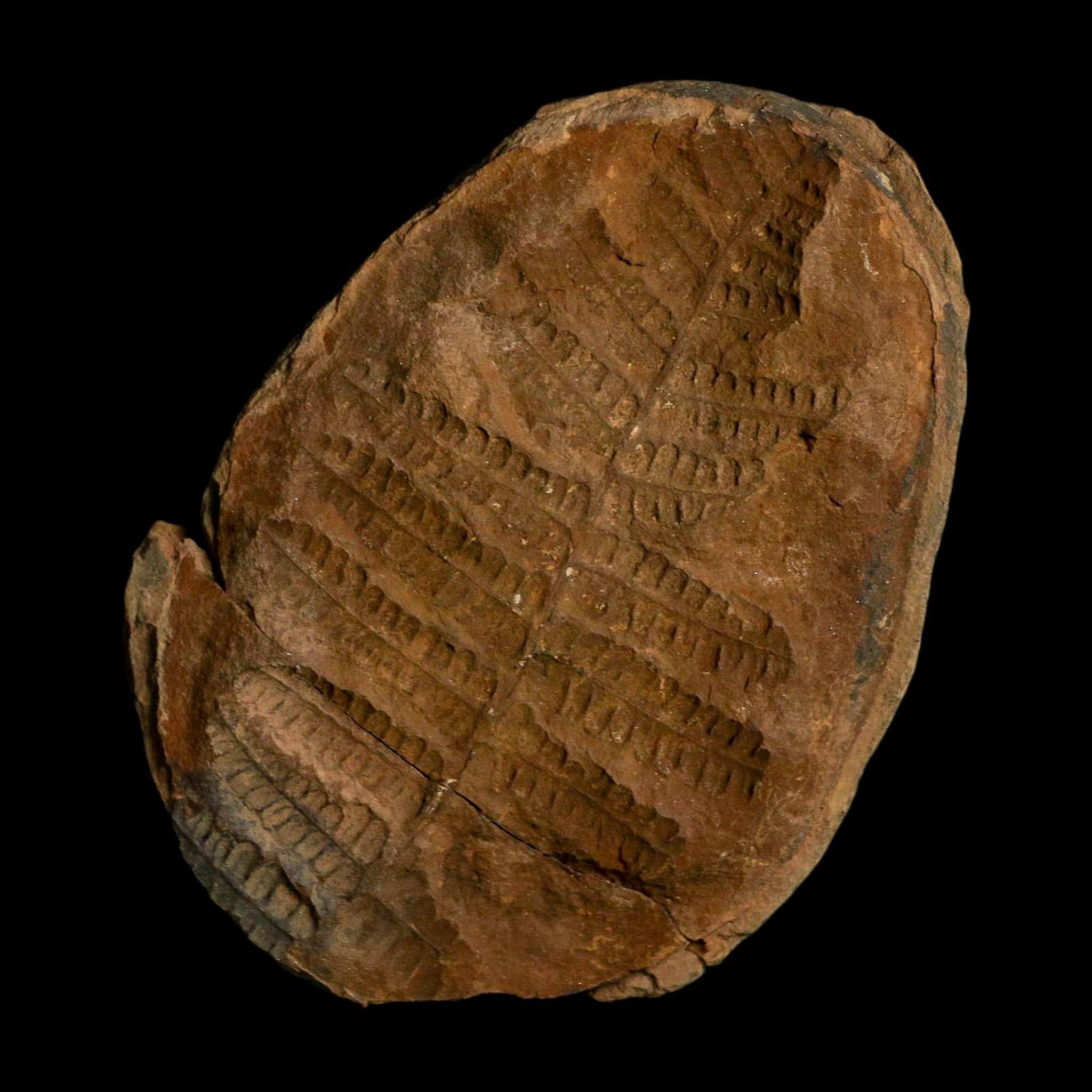 3.6" Pecopteris Fossil Leaves Mazon Creek Nodule Pennsylvanian Age Split-Pair - Fossil Age Minerals