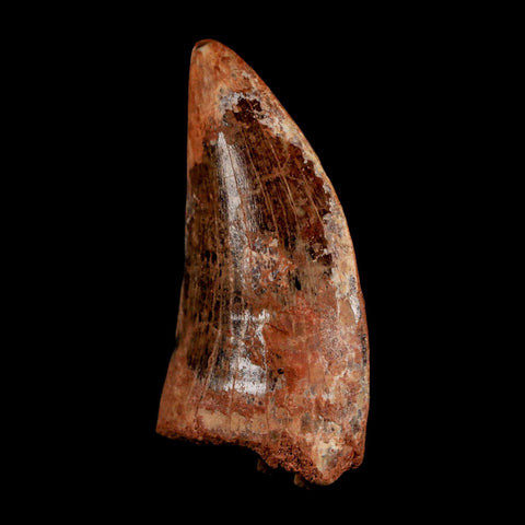 2.3" Carcharodontosaurus Serrated Fossil Tooth Cretaceous Theropod Dinosaur COA, Display - Fossil Age Minerals