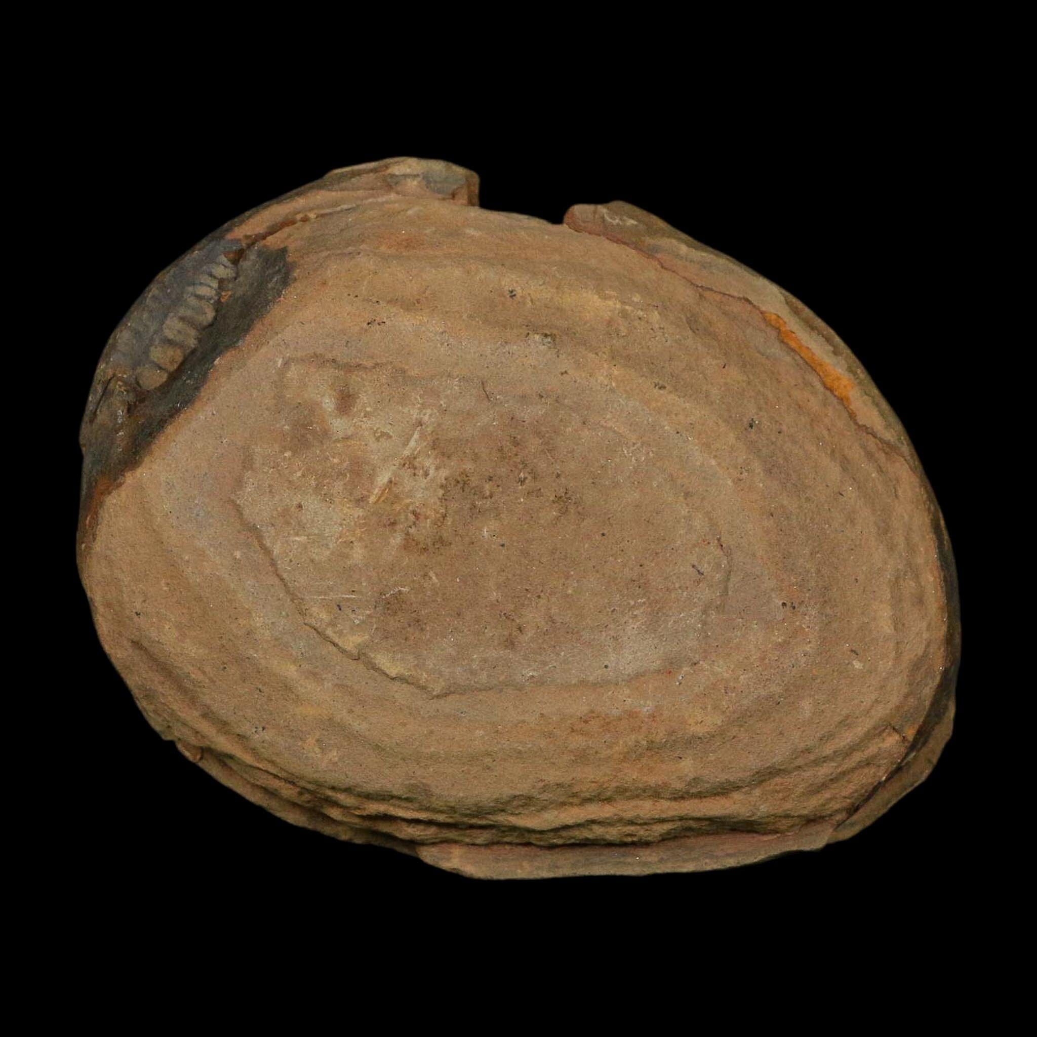 3.6" Pecopteris Fossil Leaves Mazon Creek Nodule Pennsylvanian Age Split-Pair - Fossil Age Minerals