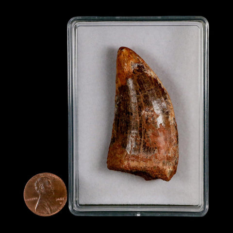 2.3" Carcharodontosaurus Serrated Fossil Tooth Cretaceous Theropod Dinosaur COA, Display - Fossil Age Minerals