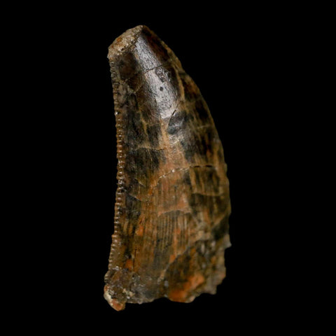 0.8" Tyrannosaur Fossil Tooth Cretaceous Dinosaur Judith River FM Montana COA