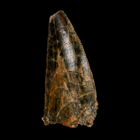 0.8" Tyrannosaur Fossil Tooth Cretaceous Dinosaur Judith River FM Montana COA