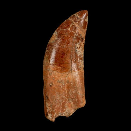 2.7" Carcharodontosaurus Serrated Fossil Tooth Cretaceous Theropod Dinosaur COA, Display