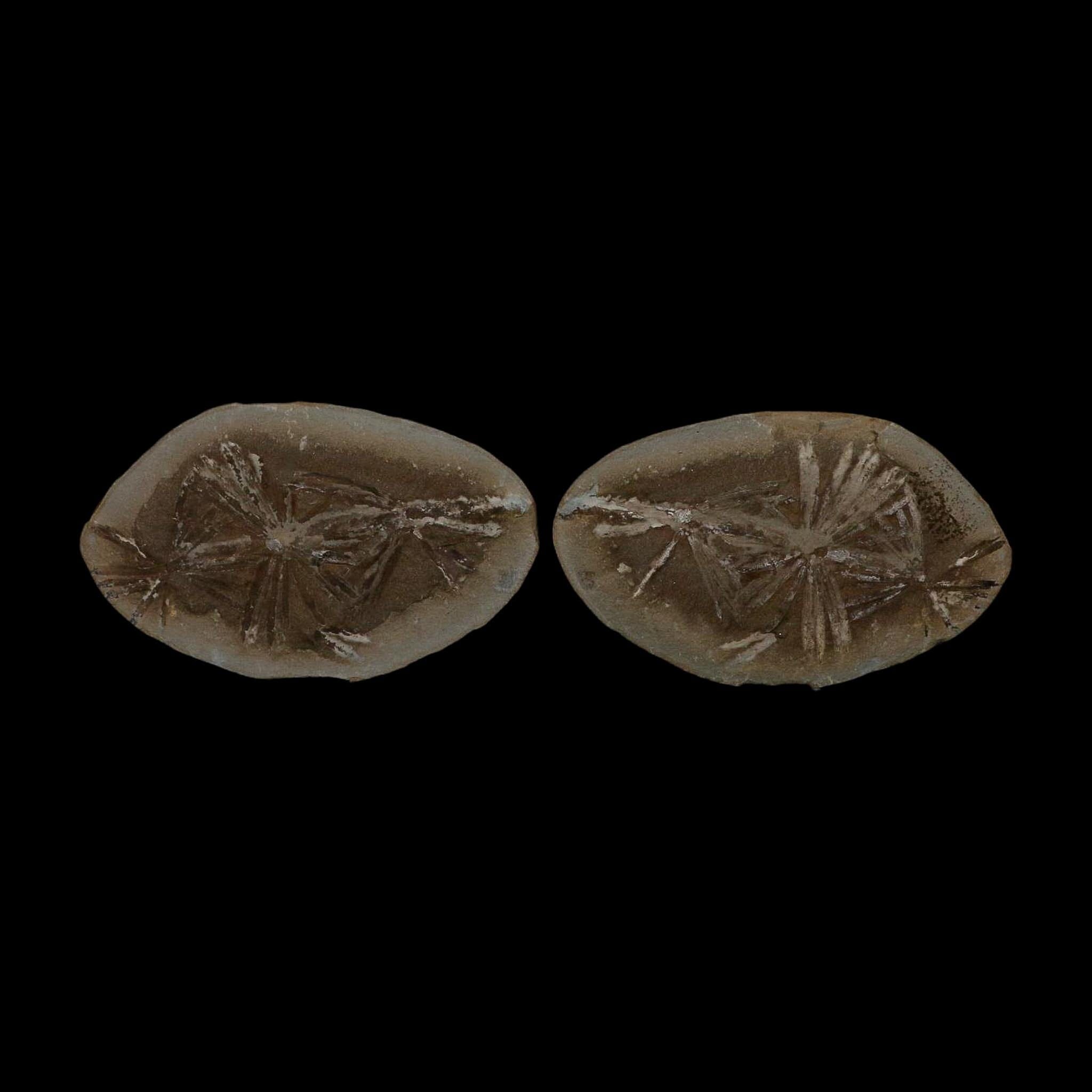 3.9" Annularia Fossil Leaves Mazon Creek Nodule Pennsylvanian Age Split-Pair - Fossil Age Minerals