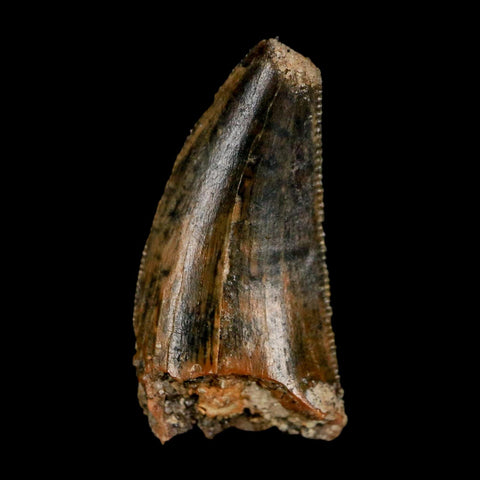 0.8" Tyrannosaur Fossil Tooth Cretaceous Dinosaur Judith River FM Montana COA