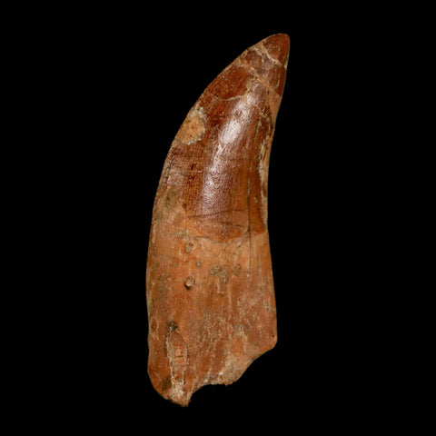 2.7" Carcharodontosaurus Serrated Fossil Tooth Cretaceous Theropod Dinosaur COA, Display - Fossil Age Minerals