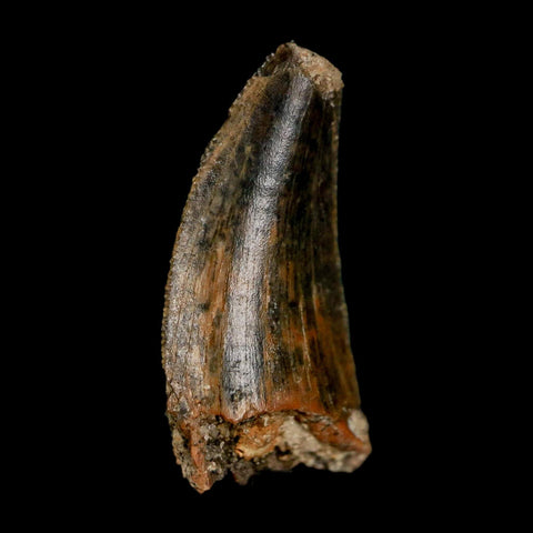 0.8" Tyrannosaur Fossil Tooth Cretaceous Dinosaur Judith River FM Montana COA