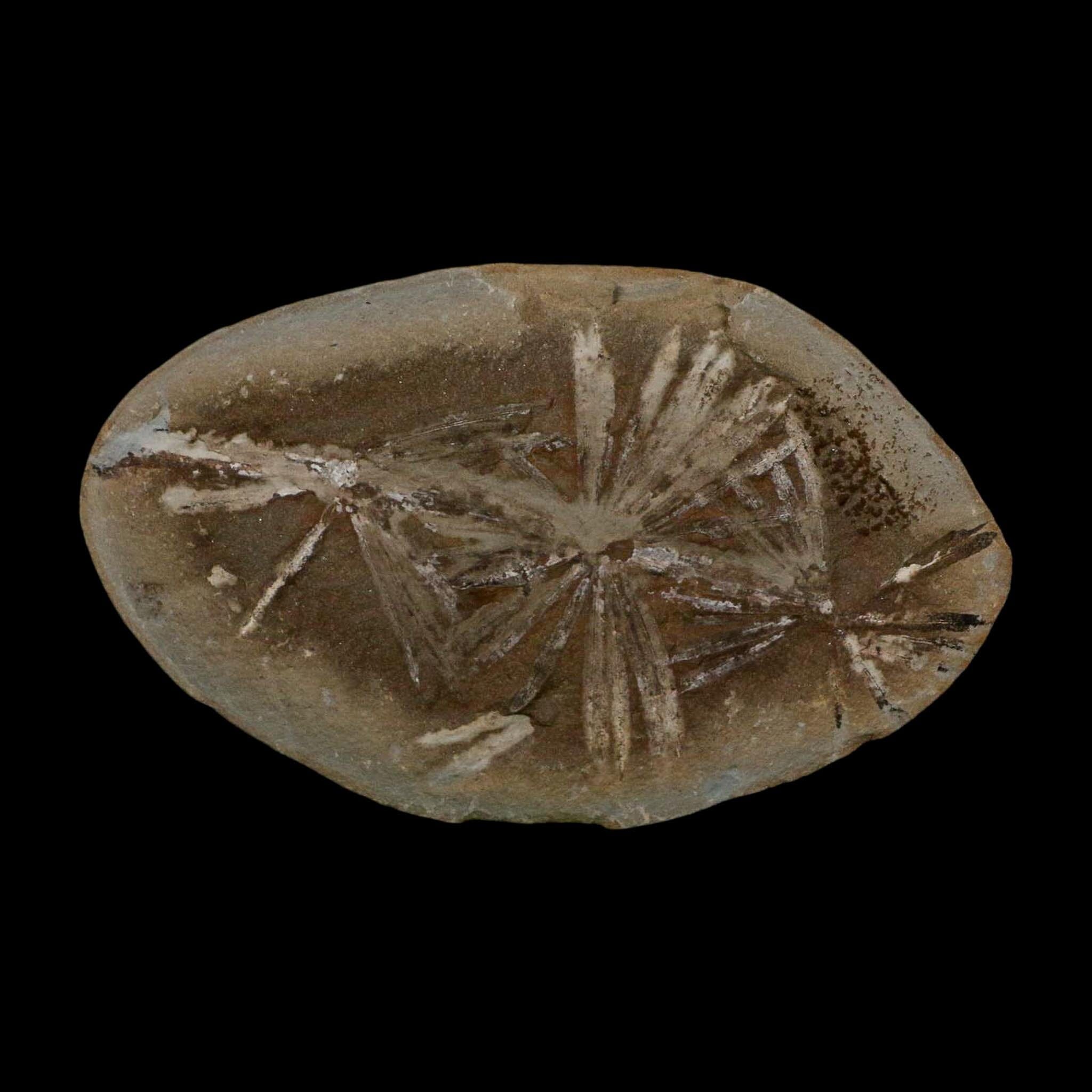 3.9" Annularia Fossil Leaves Mazon Creek Nodule Pennsylvanian Age Split-Pair - Fossil Age Minerals