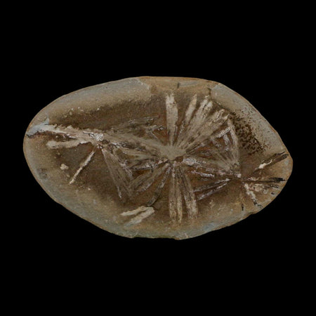 3.9" Annularia Fossil Leaves Mazon Creek Nodule Pennsylvanian Age Split-Pair