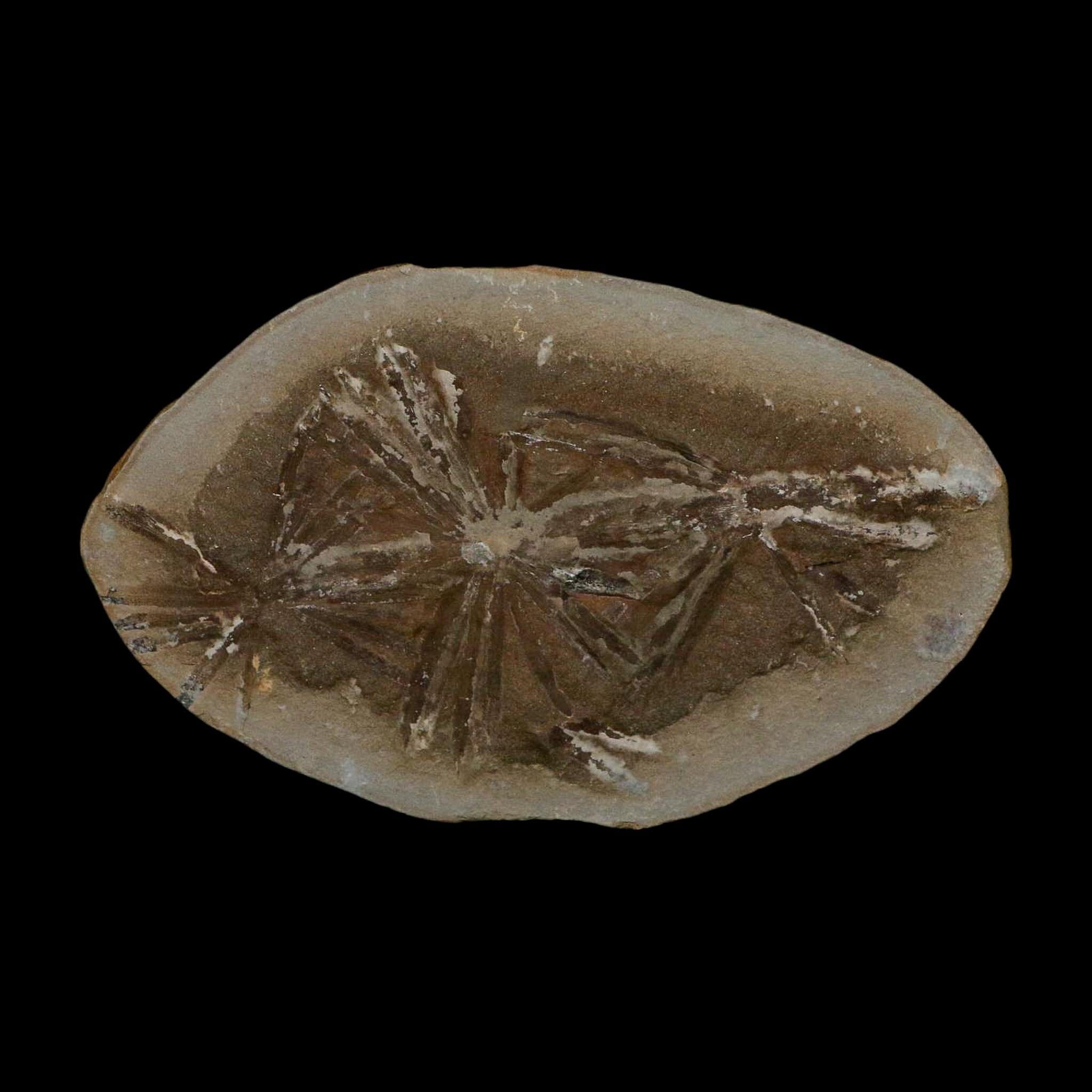 3.9" Annularia Fossil Leaves Mazon Creek Nodule Pennsylvanian Age Split-Pair - Fossil Age Minerals