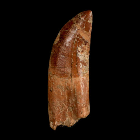 2.7" Carcharodontosaurus Serrated Fossil Tooth Cretaceous Theropod Dinosaur COA, Display - Fossil Age Minerals