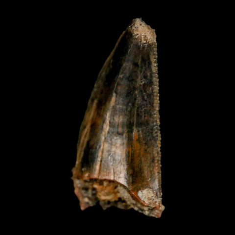 0.8" Tyrannosaur Fossil Tooth Cretaceous Dinosaur Judith River FM Montana COA