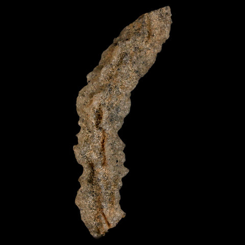 2.9" Fulgurite Petrified Lighting Strike Glass Sahara Desert Algeria - Fossil Age Minerals
