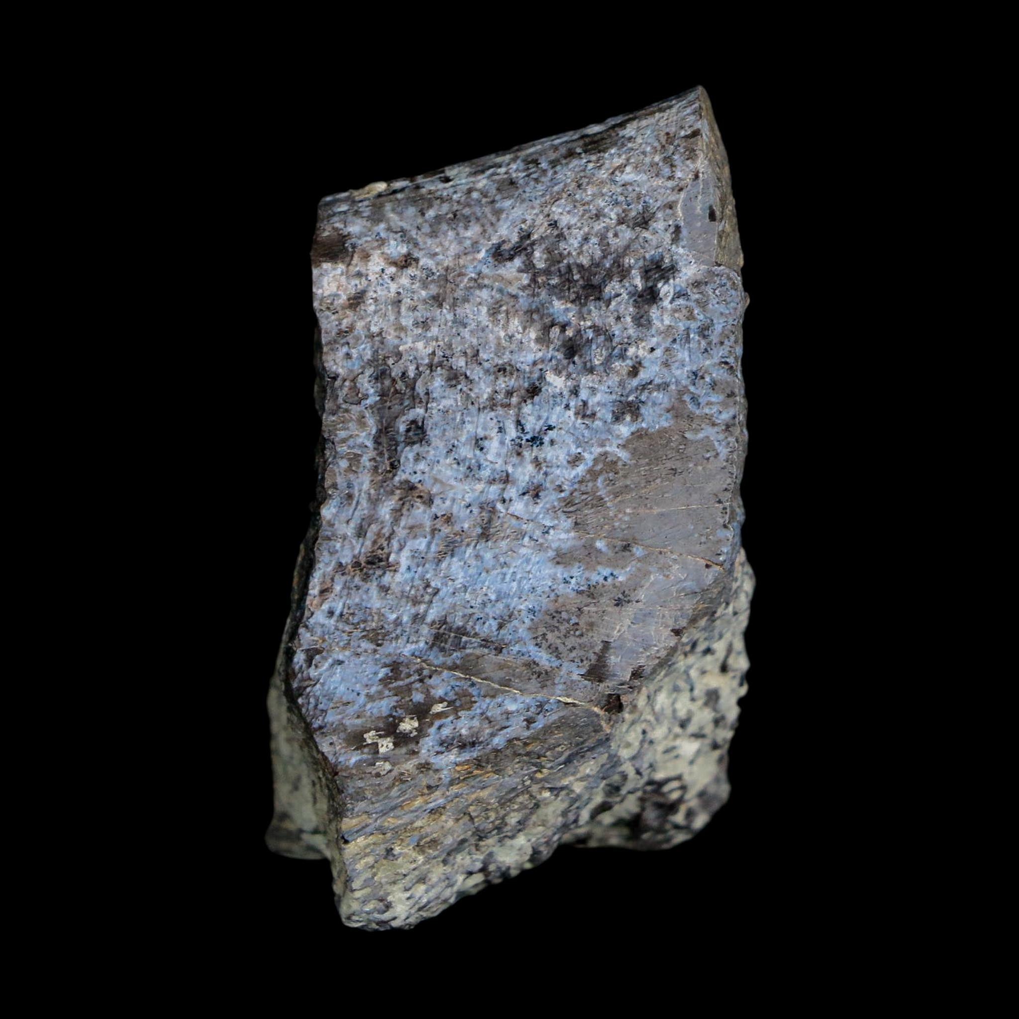 1.6" Stegosaurus Fossil Rib Bone Morrison FM Wyoming Jurassic Age Dinosaur COA