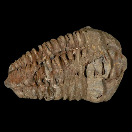 2.6" Flexicalymene Trilobite Fossil Ordovician Age Tazzarine Region Morocco COA