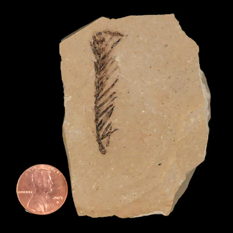 1.7" Detailed Fossil Plant Leafs Metasequoia Dawn Redwood Oligocene Age MT COA - Fossil Age Minerals