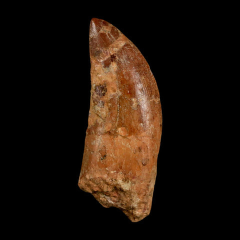 2.7" Carcharodontosaurus Serrated Fossil Tooth Cretaceous Theropod Dinosaur COA, Display - Fossil Age Minerals