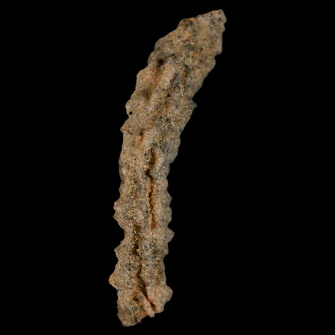 2.9" Fulgurite Petrified Lighting Strike Glass Sahara Desert Algeria - Fossil Age Minerals
