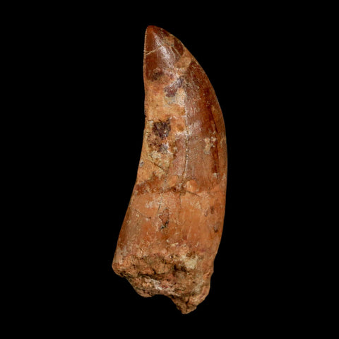 2.7" Carcharodontosaurus Serrated Fossil Tooth Cretaceous Theropod Dinosaur COA, Display - Fossil Age Minerals