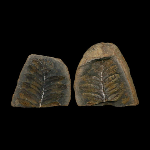 2.4" Neuropteris Fossil Leaves Mazon Creek Nodule Pennsylvanian Age Split-Pair