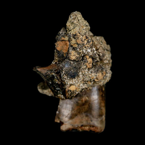 0.8" Tyrannosaur Fossil Tooth In Matrix and Centrosaurus Tooth Cretaceous Dinosaur COA