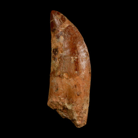 2.7" Carcharodontosaurus Serrated Fossil Tooth Cretaceous Theropod Dinosaur COA, Display