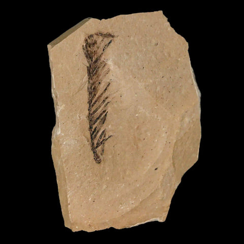 1.7" Detailed Fossil Plant Leafs Metasequoia Dawn Redwood Oligocene Age MT COA - Fossil Age Minerals