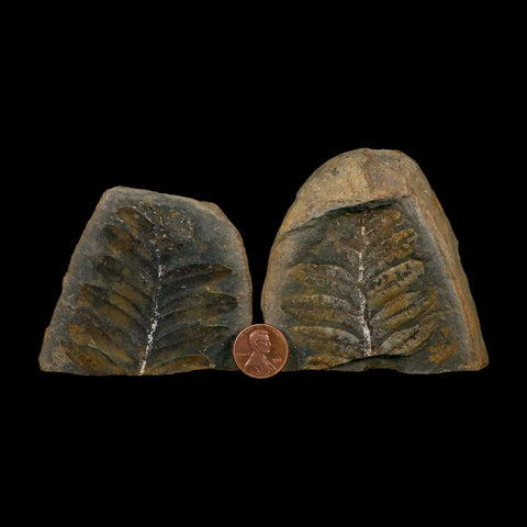 2.4" Neuropteris Fossil Leaves Mazon Creek Nodule Pennsylvanian Age Split-Pair