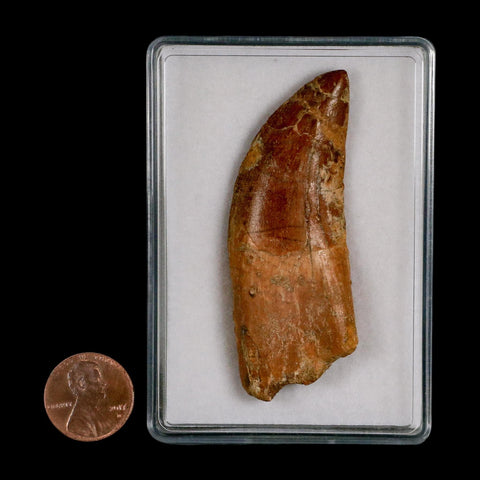 2.7" Carcharodontosaurus Serrated Fossil Tooth Cretaceous Theropod Dinosaur COA, Display - Fossil Age Minerals